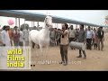 Horse dance at pushkar fair india