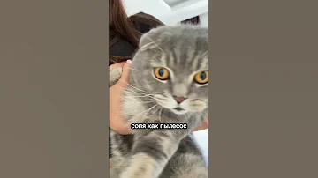 Что чувствует кошка, когда её тискают?