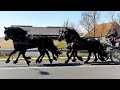 Part 6. Four-in-hand! Awesome! Backing the 3 year old Friesian horses Eefje and Frieda.