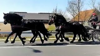 Part 6. Four-in-hand! Awesome! Backing the 3 year old Friesian horses Eefje and Frieda.