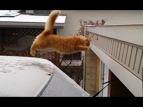 Saut Drôle De Chat Échouer 2016