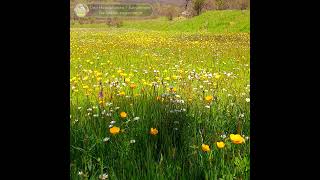 ˚˖𓍢ִ⁠໋❀֒✧˚❀⁠໋𓍢˖˚ִ Morning In The Wilderness….. #Spring #Flowers #Springmorning #Meadowflowers💐