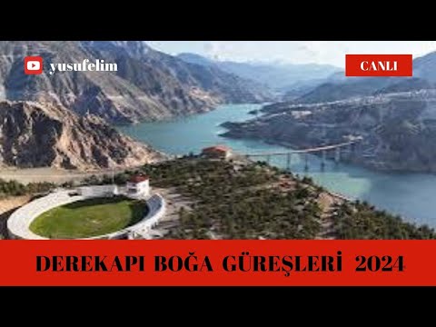 2024 DEREKAPI BOĞA GÜREŞLERİ 23.VİDEO #yusufeli #artvin #channel