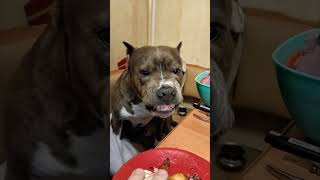 American Staffordshire Terrier Guards His Treat Territory
