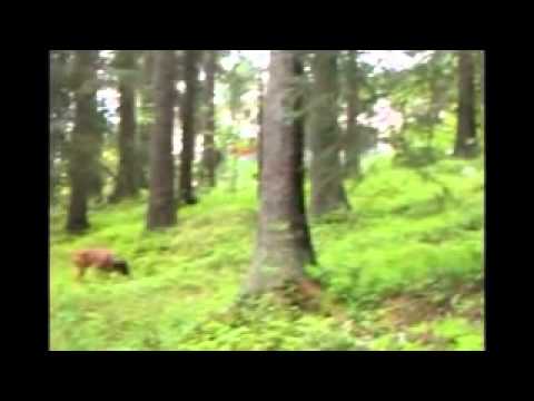 Chien de chasse à vendre