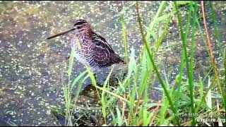 Mississippi River Flyway Cam, explore.org, September 24, 2021