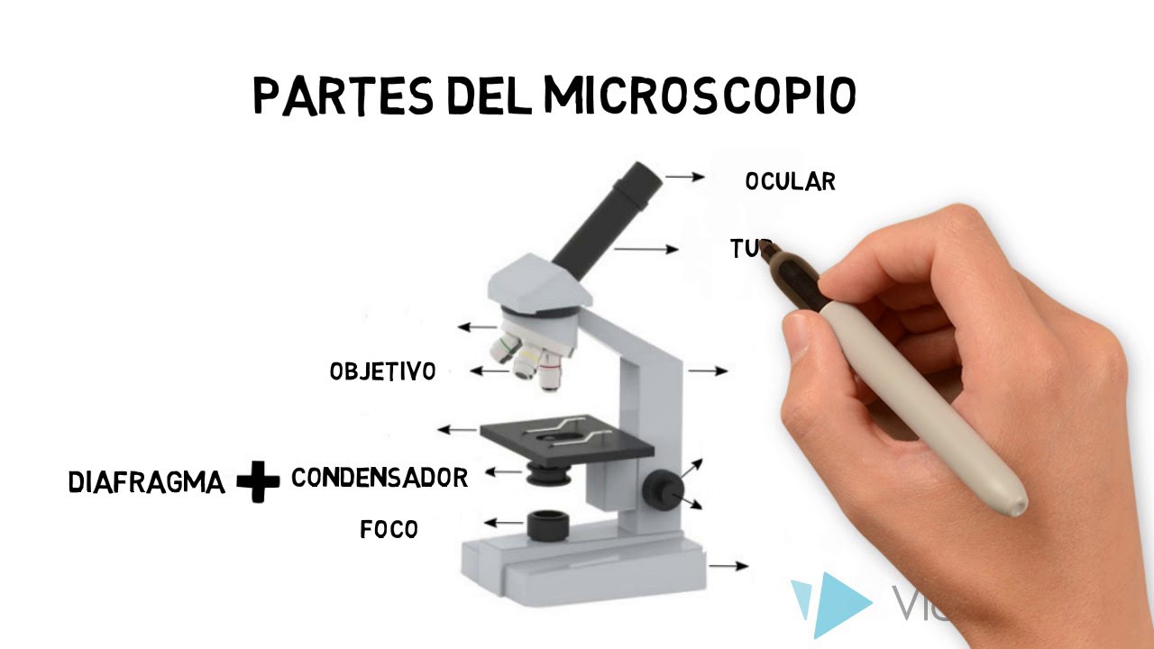 analizar Goteo analizar Microscopio óptico compuesto - YouTube