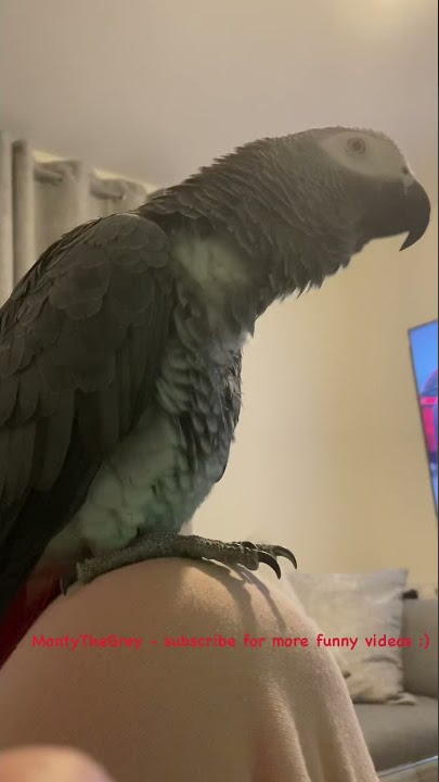 Burung beo abu-abu Afrika mengeluarkan suara nada dering messenger