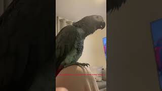 African grey parrot making messanger ringtone sound