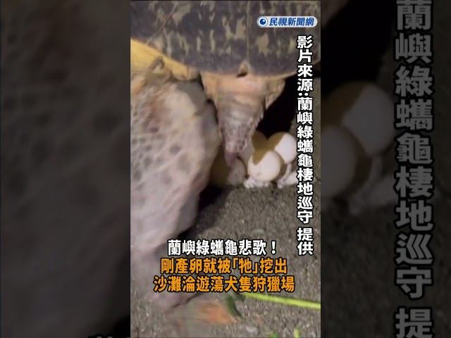 快新聞／蘭嶼綠蠵龜悲歌！剛產卵就被「牠」挖出　沙灘淪遊蕩犬隻狩獵場｜民視快新聞｜