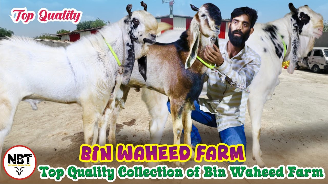 Waheed Shah Riar Farm Top Quality Collection Of Bin Waheed Farm - YouTube