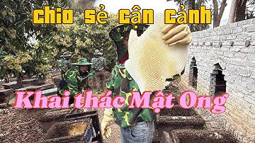 Chia Sẻ Cận Cảnh Khai Thác Mật Ong Hoa Vải Bắc Giang