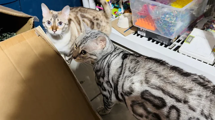 Video 4024501: home bengal cats, cats meowing purring, kitty meow, cat facts, cat playing