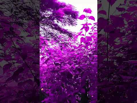 purple💜#cute#tutorial just wow