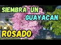 Este Arbol VALE ORO Por Sus Floraciones Completamente ROSADAS || Guayacan Rosado