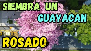 Este Arbol VALE ORO Por Sus Floraciones Completamente ROSADAS || Guayacan Rosado