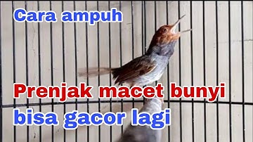 Cara mengatasi prenjak yang macet bunyi,, Terbukti sangat ampuh