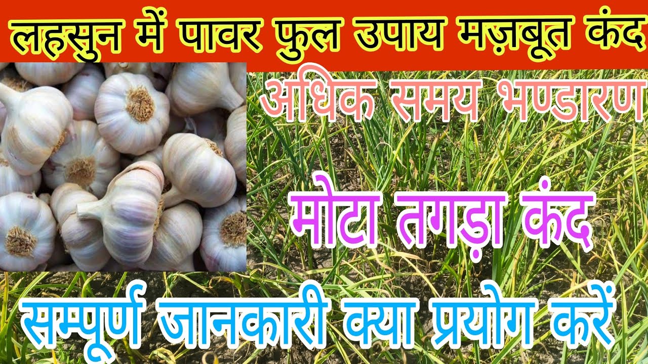 Lahsun ki kheti🧄लहसुन की खेती मैं लास्ट अवस्था में किन-किन बातों कि जानकारी रखना जरूरी है | Garlic 🧄