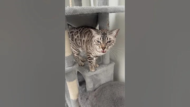 Watch the video about Loud meow 😸 #cat #bengal #cute #meow #snowbengal