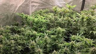 mars hydro grow journal week 4  under the ts 3000,sp250and 315 cmh flower tent #MarsHydrosp6500
