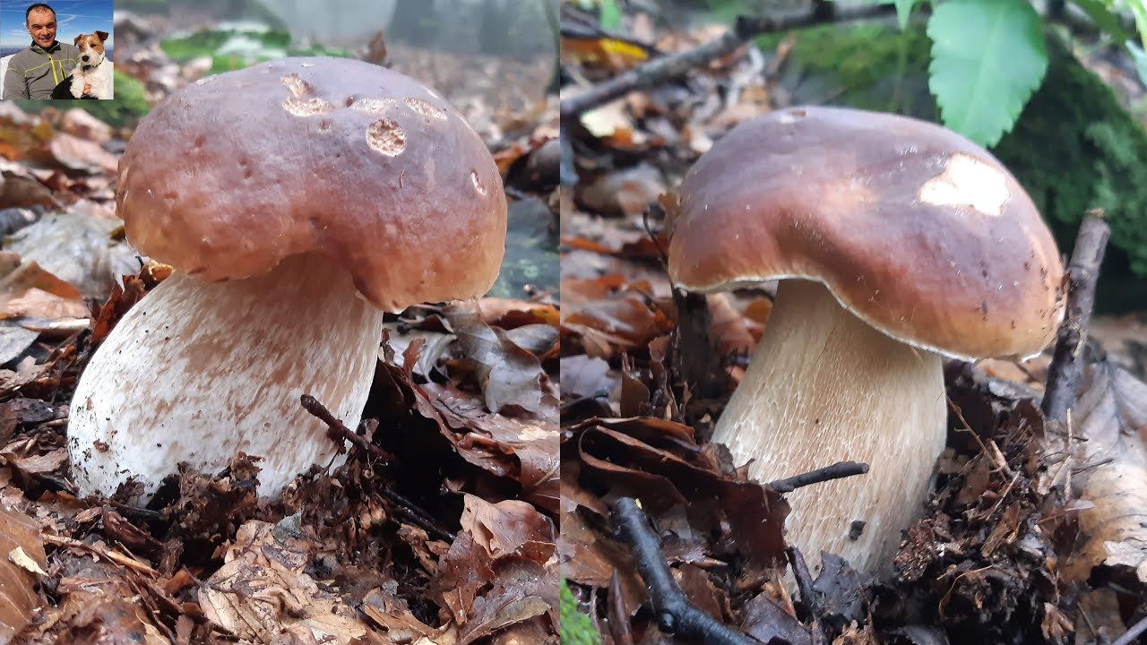 Bellissimi funghi porcini raccolti nel parco dei cento laghi Settembre 2022 YouTube