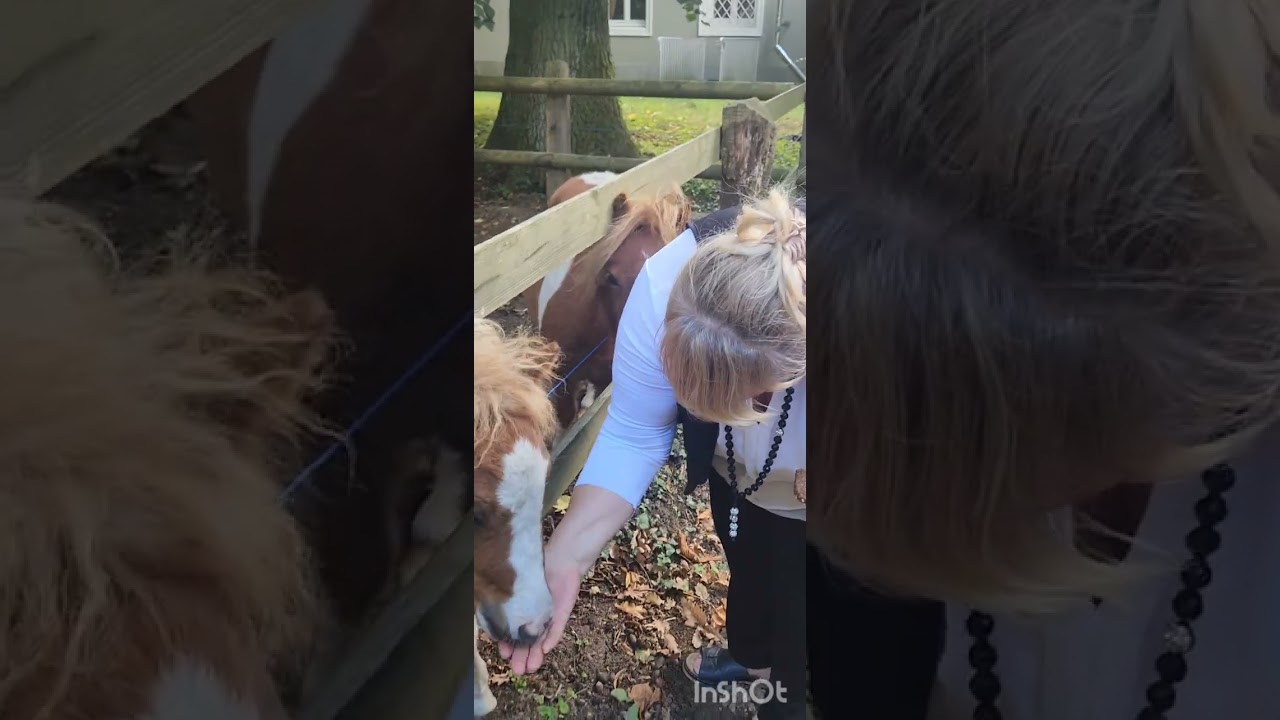 Feeding horses  #pony  #horse  #shorts 