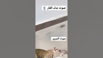 ترند صوت نداء الفار صوت الصرير صووووت الفأر 2021 