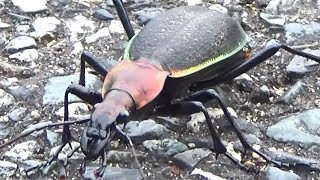 巨大マイマイカブリを求めて 福江島昆虫採集記19 ノンフィクションドキュメンタリー