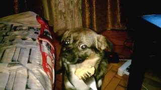 Funny dog scared of meat