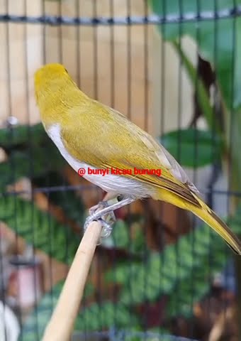 pleci wallace gacor
