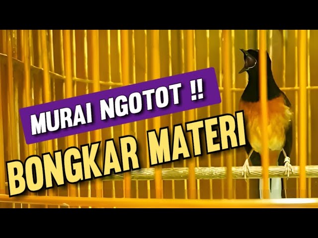 Pancingan murai batu bongkar materi !! class=