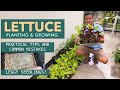 PLANTING LETTUCE from seeds | Paano magtanim ng lettuce sa containers | SOIL and FERTILIZER TIPS