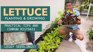 PLANTING LETTUCE from seeds | Paano magtanim ng lettuce sa containers | SOIL and FERTILIZER TIPS