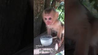 Me Nyuam Liab Ho Mi ລກລງກນນມ