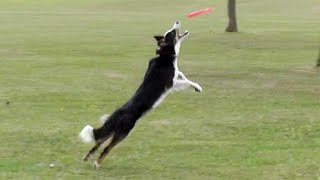 Disc Dog - amazing disc catching dogs! by Naturally Happy Dogs 6,359 views 2 years ago 4 minutes, 8 seconds