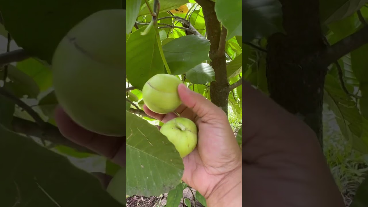 Our catmon tree is bursting with fruits. Time to make some jam! 😄 