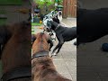My Great Danes Kai&Boaz&Gozer&Victor #greatdanetv #greatdanelove