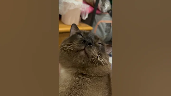 Watch the video about 15s of purring catloaf #cat #catvideos #catshorts #catlovers #siamese #tonkinese #fyp #cats