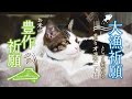 ４匹の猫と仲良し野良さん登場『菊池さん宅の猫』