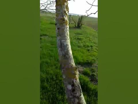 упал с дерева - YouTube