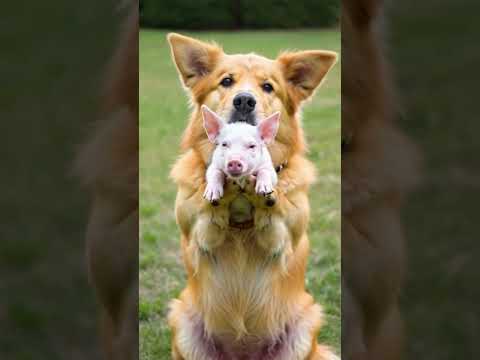 Big yellow dog