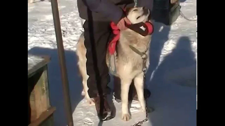 How To Dog Sled