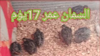 كل ما يخص السمان عمر 17يوم ??