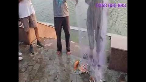 Video bắt cá trực tiếp dưới sự chứng kiến của bà con quanh hồ Mai Dịch - Hà Nội