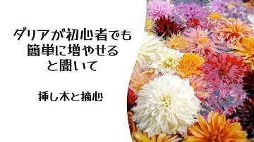 تحميل ダリア تحميل ダリア