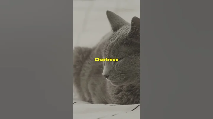 Watch the video about The Relaxed Chartreux #beautifulthailand #pets #petfriendlytravel #dogbreed #cutedog #pettravel