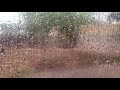 Daniel Caesar Blessed Slowed To Perfection Daniel Caesar Blessed Slowed To Perfection