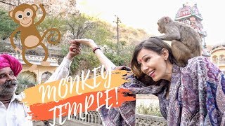 MONKEYING AROUND AT THE MONKEY TEMPLE! Jaipur City Day Tour Vlog