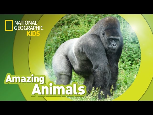 Gorilla  Amazing Animals 