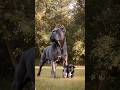 The Ultimate Guide to Raising a Cane Corso: #shorts #trending #viral